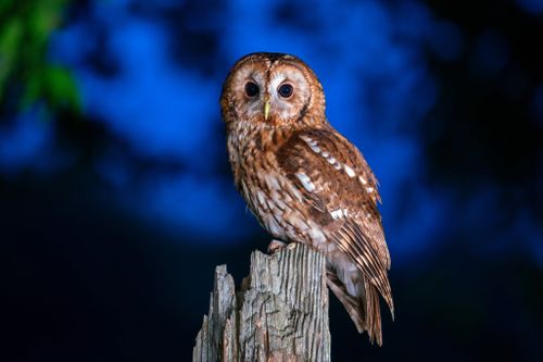 Female Tawny Owl in Blue Hour