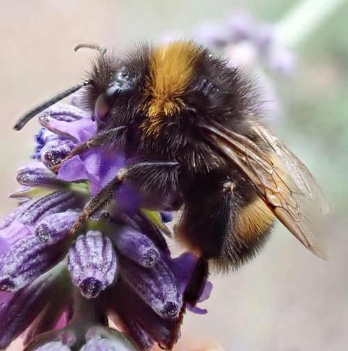 Bumblebee
