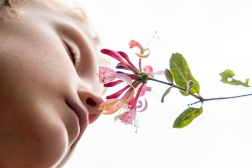 Sniffing Scented Flower