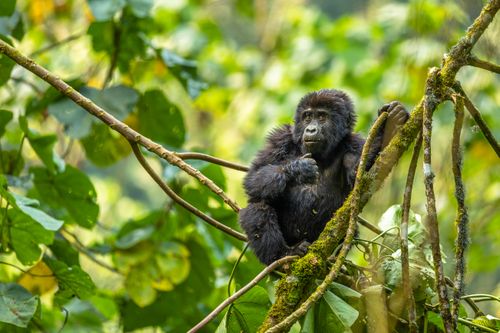 Uganda Photo Safari: Gorillas and Chimps