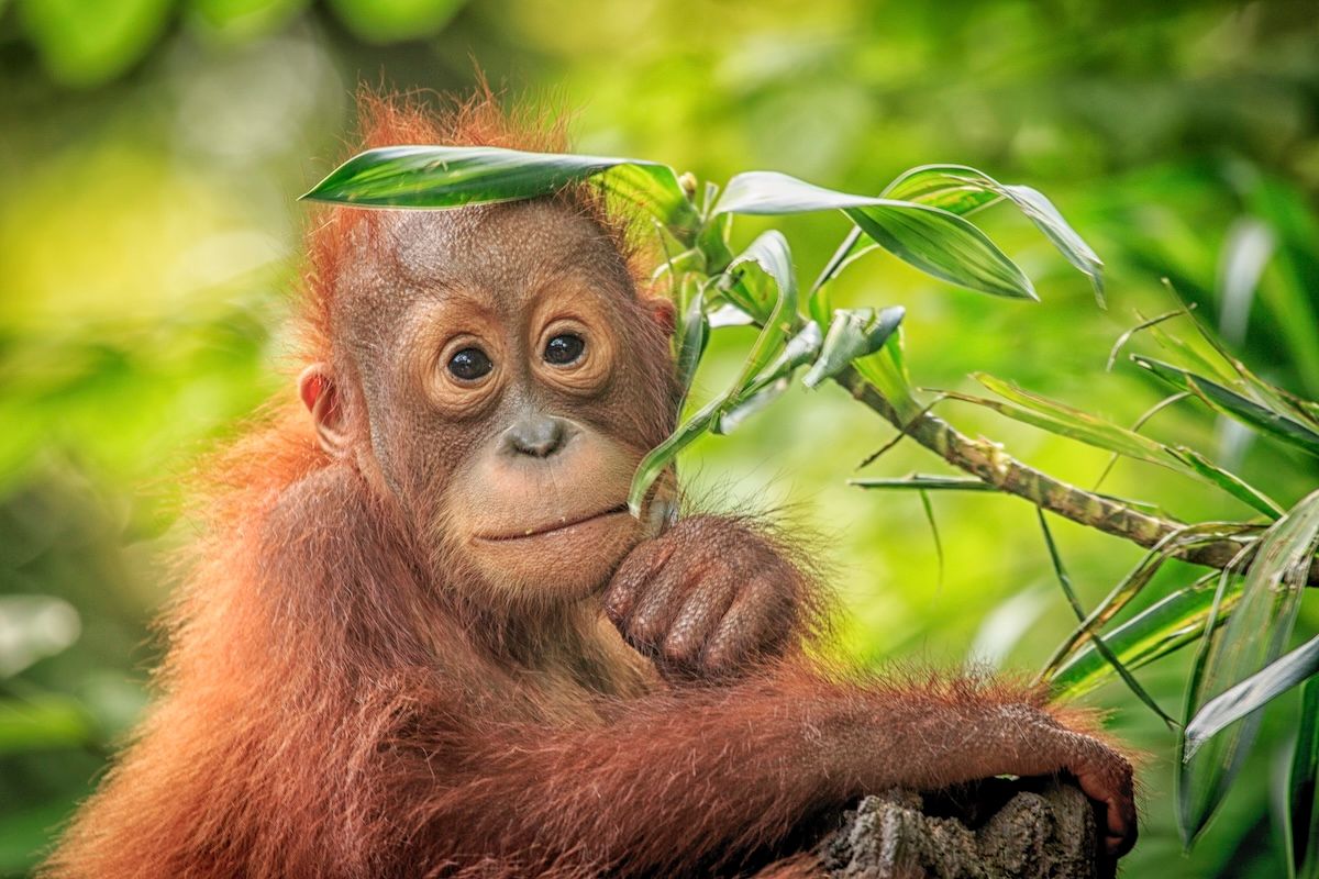 Borneo Wildlife Photography Tour