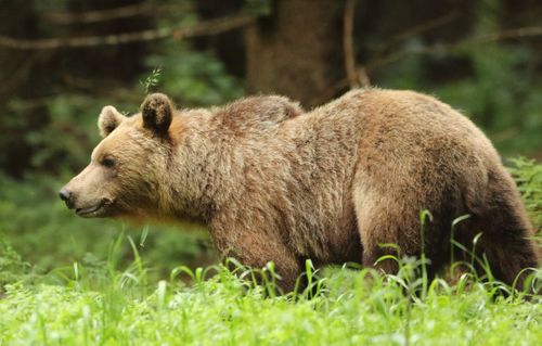 Wildlife Hides