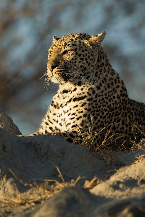 Botswana Photo Safari