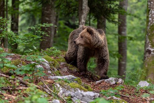 Bears of Slovenia Photo Tour