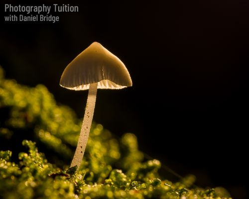 Close-up and Macro Nature Photography Workshops