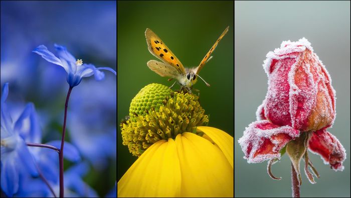 Flower and Plant Photography Course with Molly Hollman