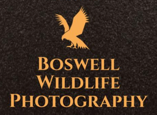 Exhibitor profile image for Boswell Wildlife Photography