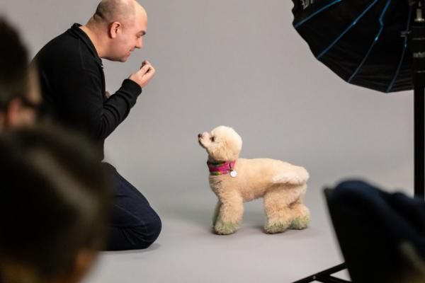 Photographing dogs in a studio