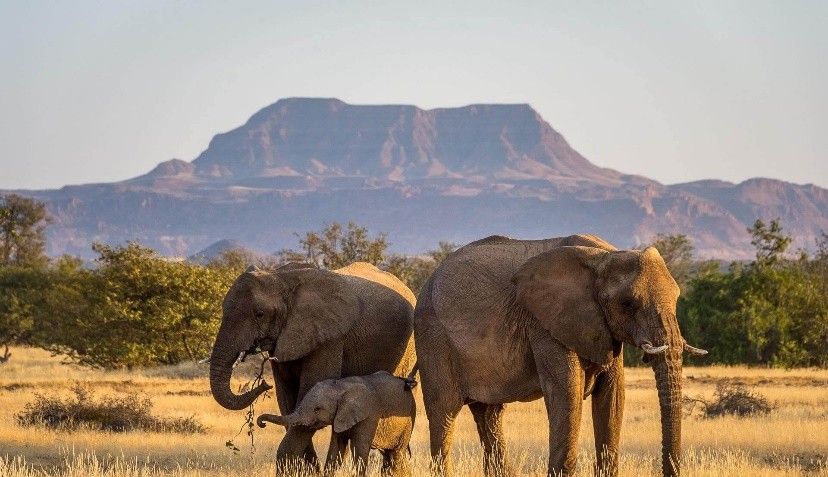 Etosha National Park - The Ultimate Wildlife Spotting