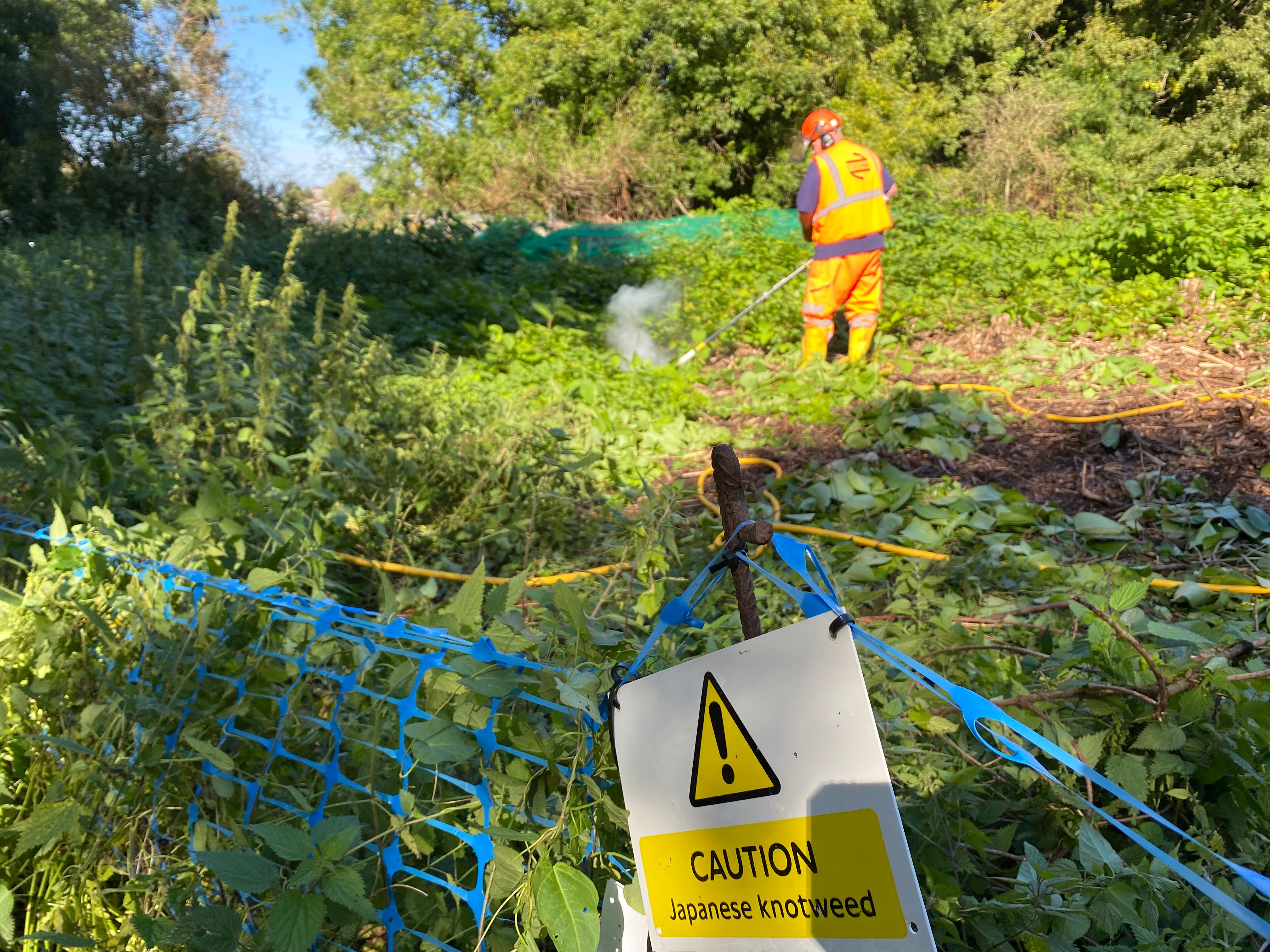 TfL Putting Japanese Knotweed on trial SALTEX 2022 Turf