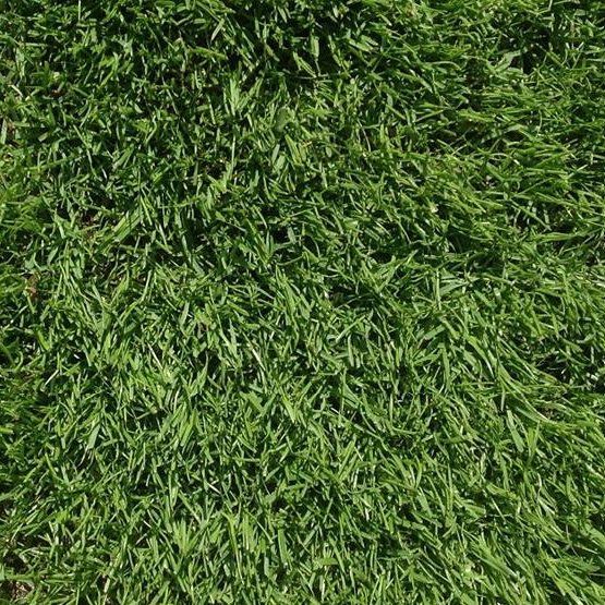 FRCSI Premium Football & Rugby Pitch With Creeping Rye Grass Seed Mix