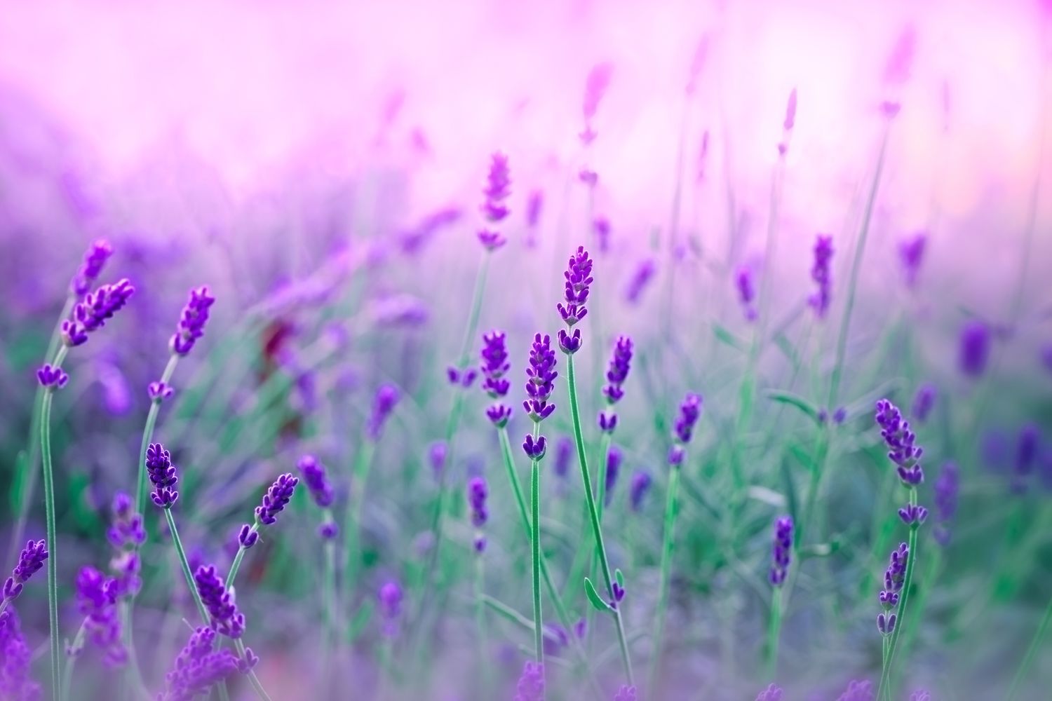 Cover image - Phoenix Amenity Supplies Ltd