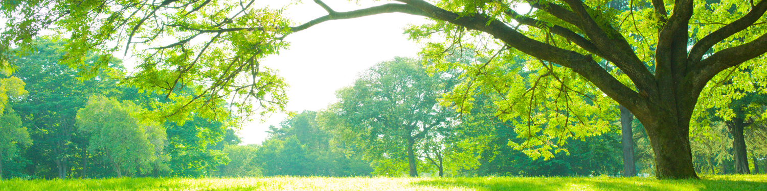 Cover image - TreePlotter / TreePlotter Parks