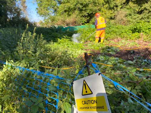 TfL – Putting Japanese Knotweed on trial