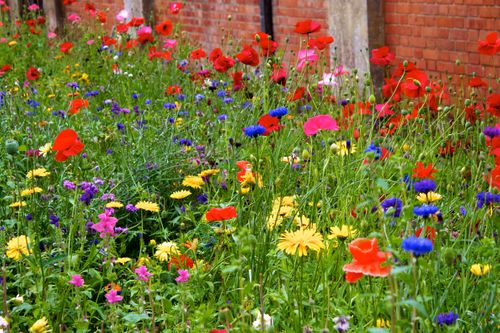Wildflower Seed Mixtures