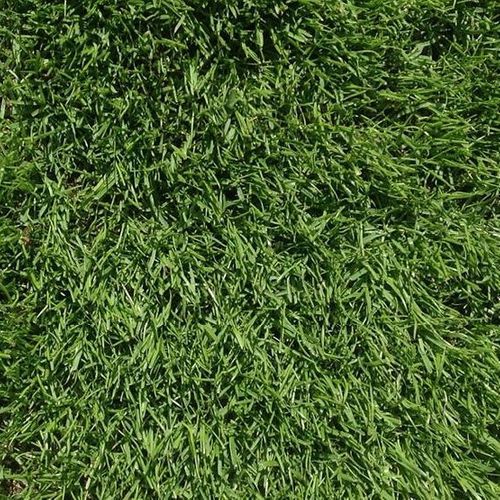 FRCSI Premium Football & Rugby Pitch With Creeping Rye Grass Seed Mix