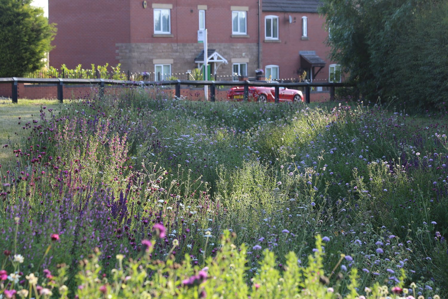 Cover image - Pictorial Meadows