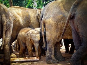 Are you laying turtle eggs or nurturing an elephant calf? Determine the success of your manufacturing business with this simple test.