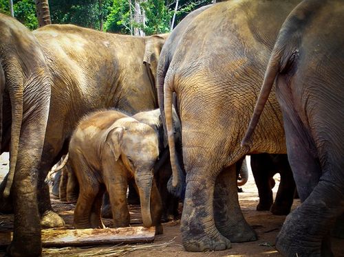 Are you laying turtle eggs or nurturing an elephant calf? Determine the success of your manufacturing business with this simple test.