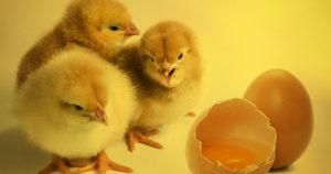 Does Engagement Drive Performance? The Chicken and Egg Question