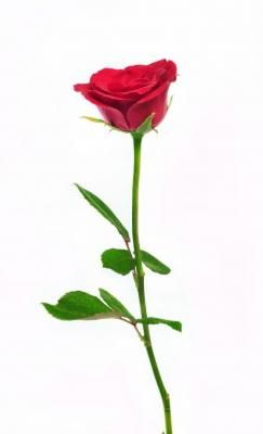 Would Your Employees Give You a Rose?