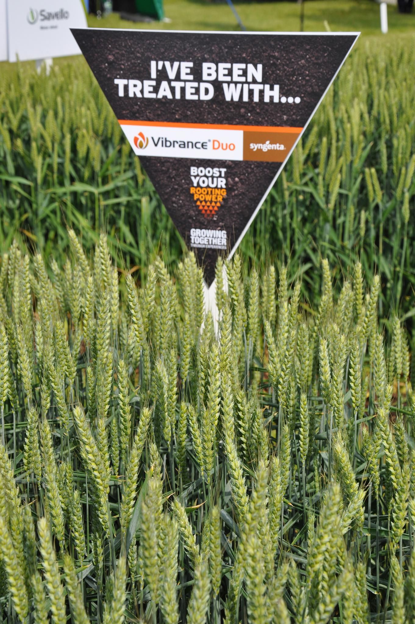 SYNGENTA TO EXPLORE ESTABLISHING CEREALS WITHOUT NEONICOTINOID SEED TREATMENT AT CEREALS 2019