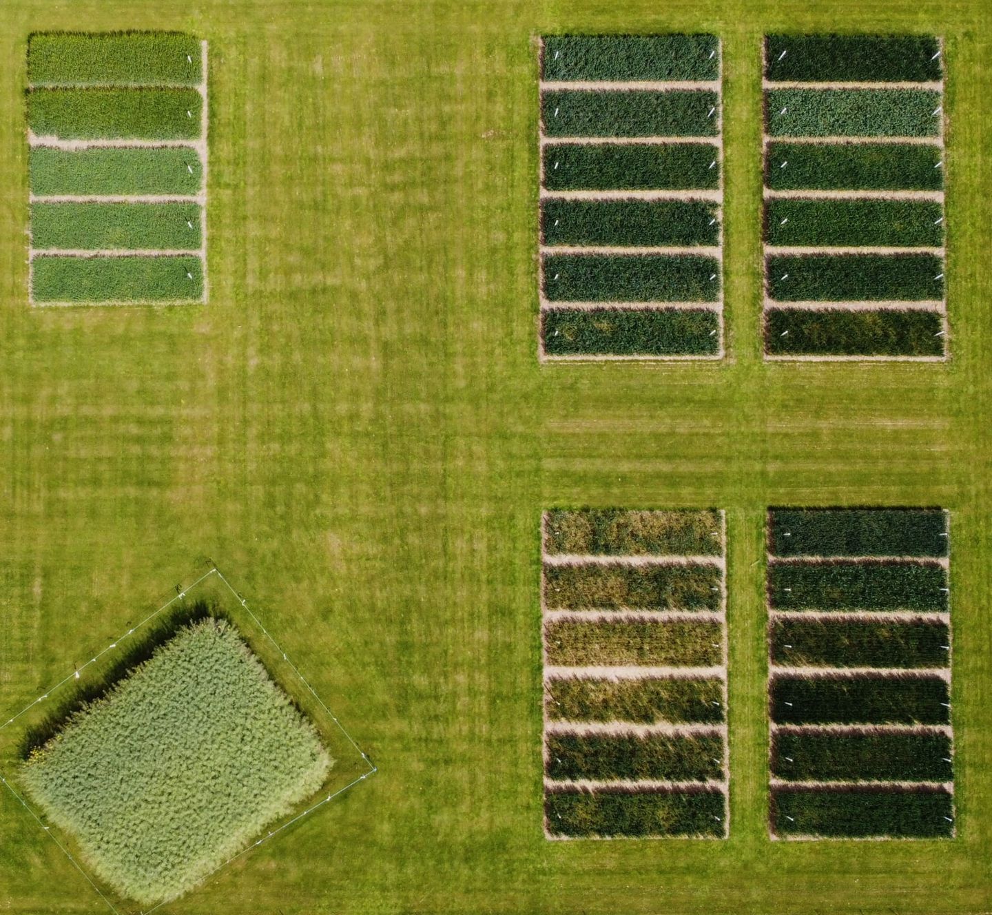 Cereals 2023 strong to the fore as RAGT unveils latest