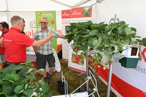 Strawberry display technology at Fruit Focus 2023