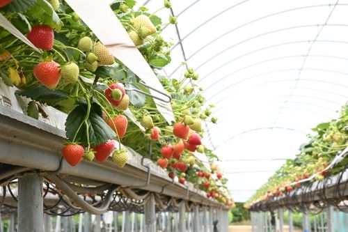 NIAB Strawberry WET Centre