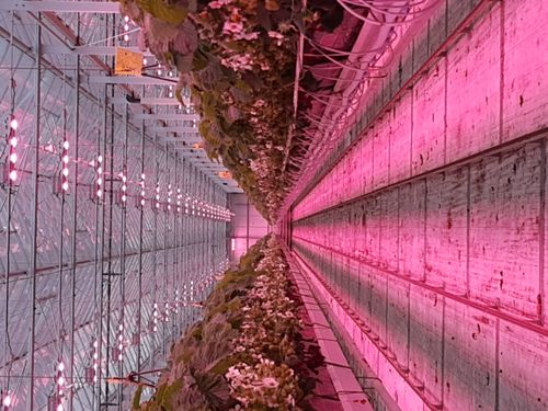GENSON QUALITY PLANTS
