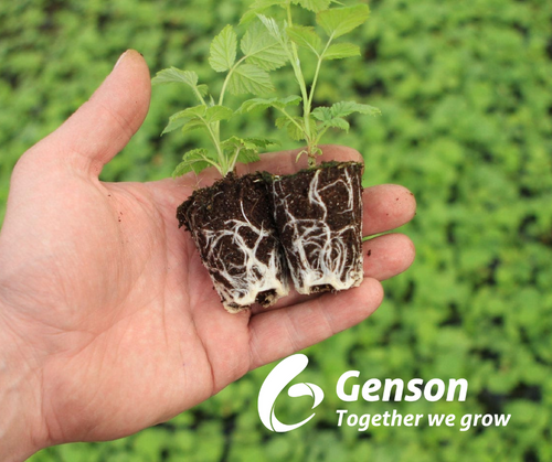 GENSON QUALITY PLANTS