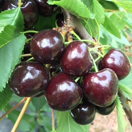 Yaratera Kristalon Brown Fruit Focus 2020 Fruit Focus Is The Pinnacle Event For The Fruit Industry Der duenger enthaelt harnstoff und wurde fuer blattanwendungen entwickelt. yaratera kristalon brown fruit focus