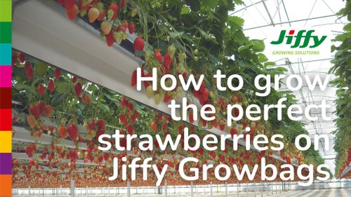 Discover the Secret to Perfect Strawberries with Jiffy Growbags | Sustainable Growing Solutions