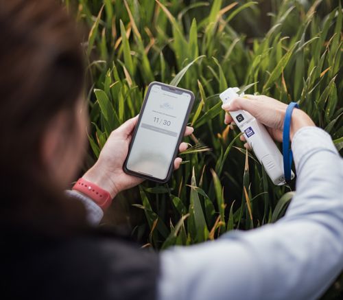 Nutrition of Winter Cereals