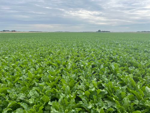 Strube sugar beet varietal offer