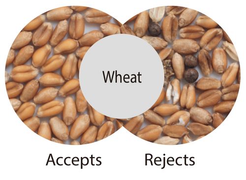 Optical Sorting Demonstrations stand 525