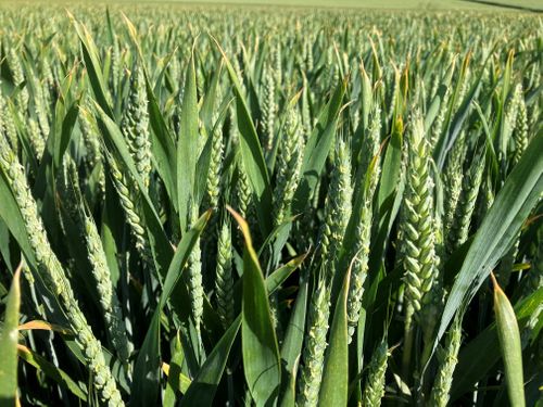 SENOVA TO LAUNCH A MULTITUDE OF NEW VARIETIES AT CEREALS