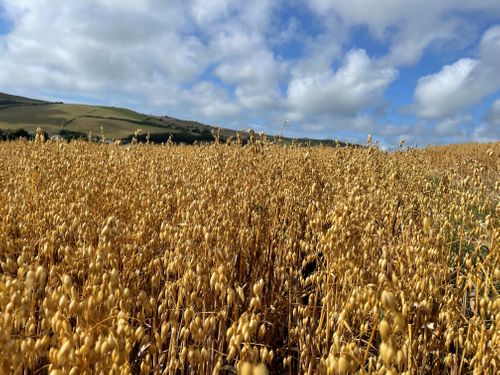 Emphasis on oats as prices stay strong