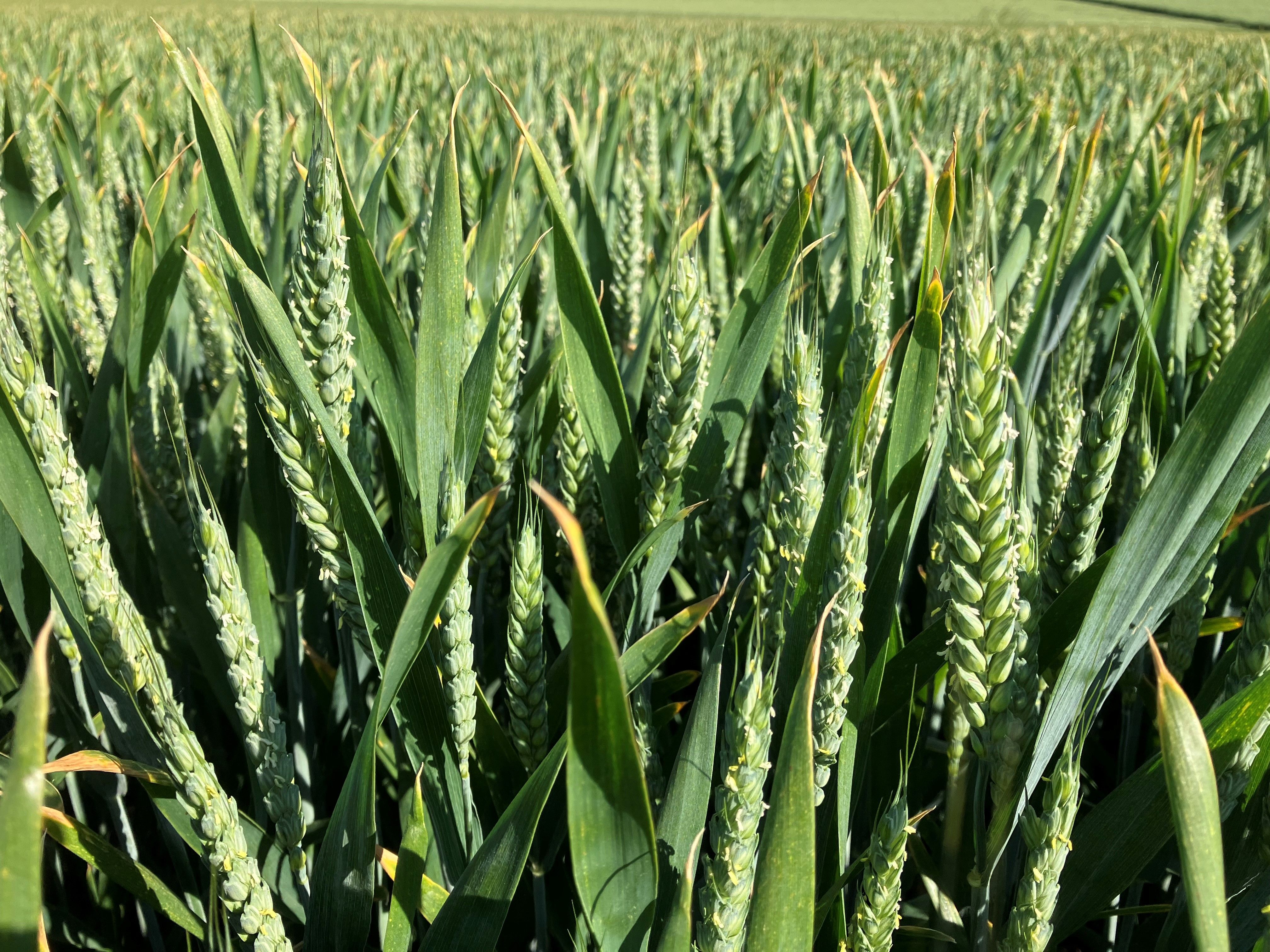 SENOVA TO SHOWCASE THREE NEW HARD FEED WHEAT CANDIDATES AT CEREALS