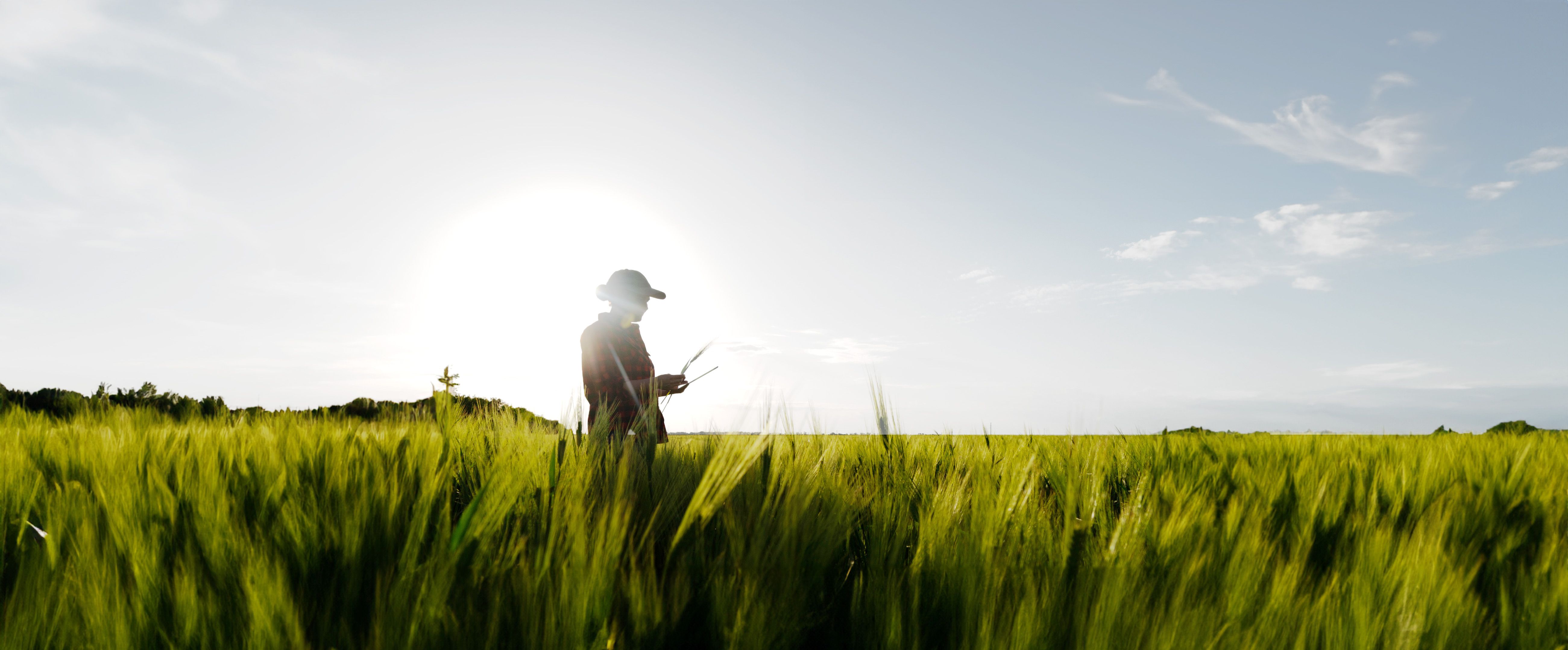 OptiGene Playbook for Early Disease Detection in Winter Wheat