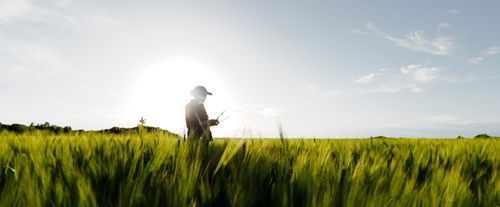 OptiGene Playbook for Early Disease Detection in Winter Wheat
