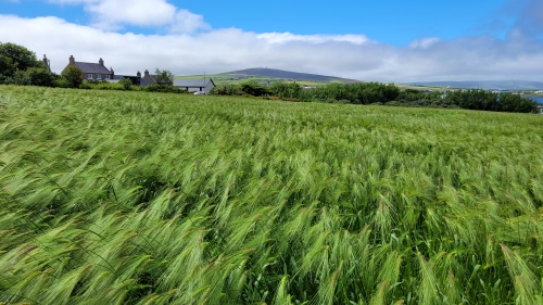 Scientists from The James Hutton Institute will share their research at Cereals 2025