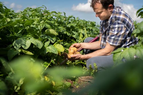 Compound NPK Fertilisers