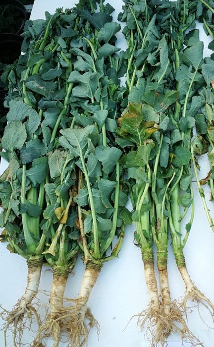 AminoA BLAAZT
