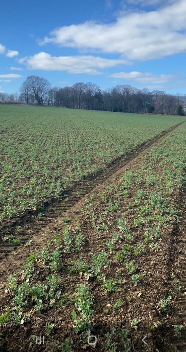 AminoA GRO