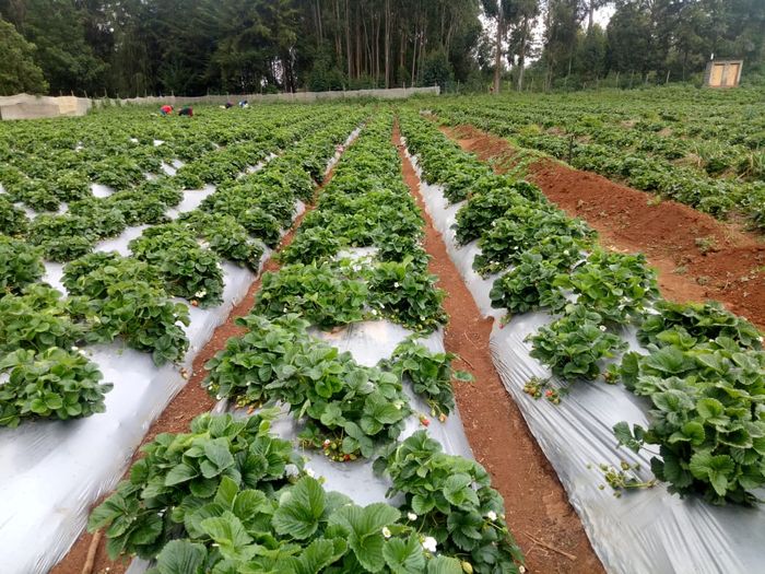 AminoA GRO