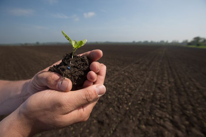 Strube UK Ltd sugar beet varieties for 2025