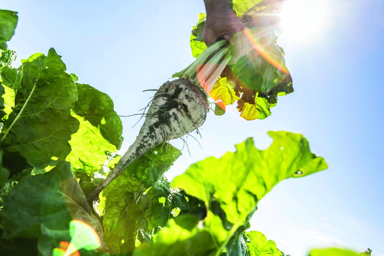 Strube UK Ltd sugar beet varieties for 2025