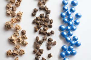 Strube UK Ltd sugar beet varieties for 2026