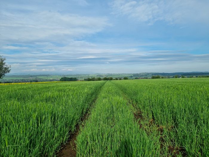 Woodland Grow's Fantastic Fertiliser - 100% Natural & UK made